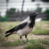 corvo nero e grigio comune da vicino all'aperto foto