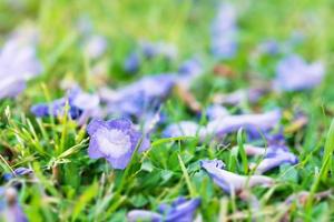 fiori caduti di jacaranda che si trovano sulla macro dell'erba verde foto