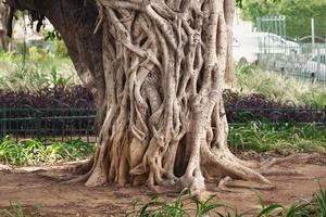 strano tronco d'albero di banyan o ficus che cresce sulla strada della città israeliana foto