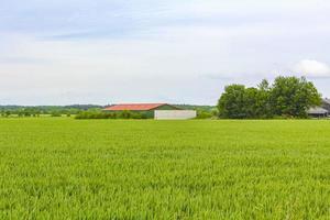 nord tedesco campo agricolo foresta alberi natura paesaggio panorama germania. foto