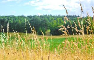 nord tedesco campo agricolo foresta alberi natura paesaggio panorama germania. foto