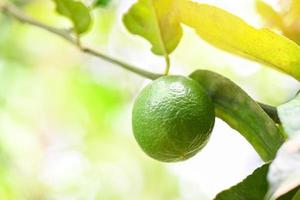 lime verdi su un albero, lime fresco agrumi ad alto contenuto di vitamina c nel giardino fattoria agricola con natura verde sfocatura dello sfondo in estate foto