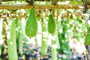 Verdure indiane lungo inverno bottiglia di zucca di melone - zucca zucca o zucca bottiglia appesa all'albero della pianta di vite in giardino foto