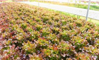 insalata di fattoria idroponica piante su acqua senza suolo agricoltura in serra sistema idroponico di verdure biologiche insalata di lattuga quercia rossa giovane e fresca foto