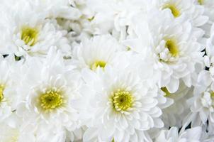 un primo piano di crisantemi bianchi foto