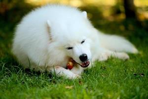 samoiedo sdraiato e masticare prelibatezze sull'erba. osso da morso di cane. cane birichino nel parco. il cane mangia uno spuntino. foto