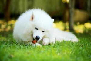 samoiedo sdraiato e masticare prelibatezze sull'erba. osso da morso di cane. cane birichino nel parco. il cane mangia uno spuntino. foto