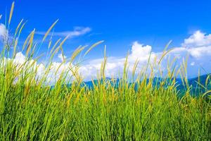 bellissimo campo primaverile con un'erba verde e le nuvole bianche del cielo azzurro di montagna foto