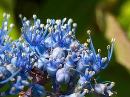 primo piano di un'ortensia blu foto