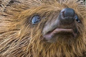 felbridge, surrey, regno unito, 2014. enorme modello di riccio all'ingresso del British Wildlife Center foto