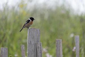 Stonechat europeo, saxicola rubicola, appollaiato su una staccionata in legno sulla spiaggia di thurlestone a devon foto