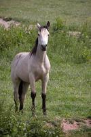 cavallo pallido in piedi nel campo alla speranza esterna nel devon foto