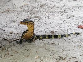 giovane lucertola sulla spiaggia. foto