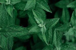 menta verde che cresce nel giardino. foto