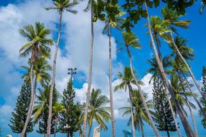 sfondo estivo con palme da cocco e tono caldo del tramonto. bella palma da cocco in una giornata di sole sullo sfondo. viaggiare in vacanza tropicale in spiaggia estiva foto