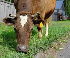 mucca marrone che mangia erba in un villaggio. foto