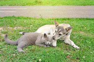 British Shorthair gatto e cane sdraiati insieme sull'erba foto