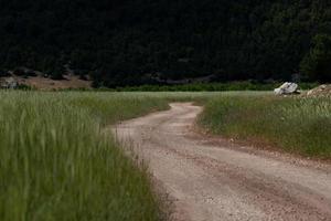 strada tra campo di grano foto