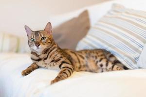 giovane gatto del Bengala sdraiato sul divano