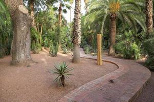 giardino majorelle a marrakech, marocco foto