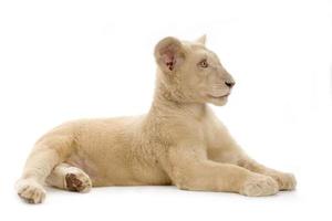 cucciolo di leone bianco (5 mesi) foto