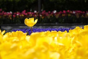 tulipano colorato nel giardino fiorito foto