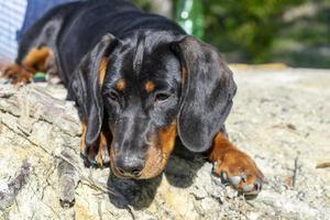 bassotto cucciolo primo piano ritratto. foto