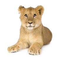 cucciolo di leone (6 mesi)