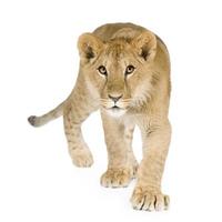 cucciolo di leone (8 mesi) foto