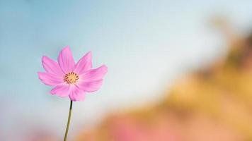 primo piano bellissimi fiori rosa cosmo con stami gialli nel giardino e ha uno sfondo sfocato in una collina. foto