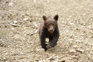 cucciolo di orso bruno
