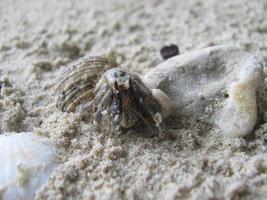 piccolo animale in spiaggia foto