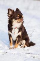 cane della chihuahua che si siede sulla neve foto
