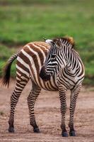 zebra di pianure africane sui prati marroni asciutti della savana marrone che passano in rassegna