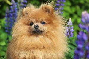 cane pomeranian in fiore estivo