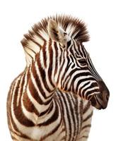 ritratto della zebra isolato foto