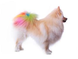 cane pomeranian bianco toelettatura coda colorata