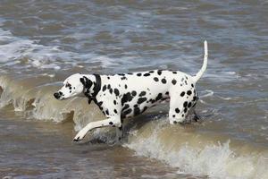 cane dalmata nel mare
