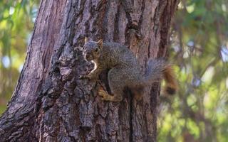scoiattolo volpe in un albero foto