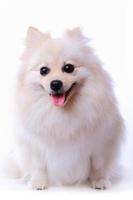 cucciolo di cane bianco pomeranian, simpatico animale domestico