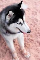 cane husky siberiano seduto sulla spiaggia foto