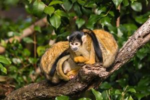 scimmie scoiattolo appoggiato sul ramo di un albero foto