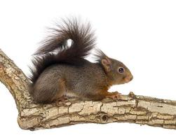 scoiattolo rosso, sciurus vulgaris, climbing foto