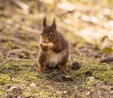 scoiattoli rossi foto