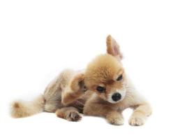 recitazione adorabile del cucciolo di cane pomeranian isolata sul fondo del whtie