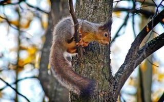 scoiattolo su un ramo di un albero. foto