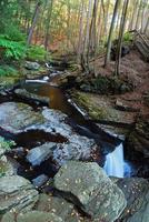 foresta e torrente foto