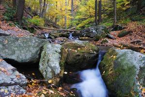 torrente nella foresta foto