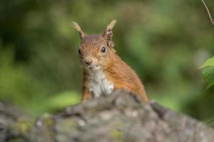 scoiattolo rosso, sciurus vulgaris, su un tronco d'albero foto