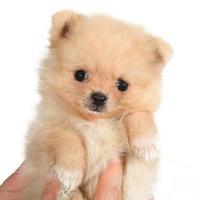 Pomeranian cucciolo piccolo cane in mano